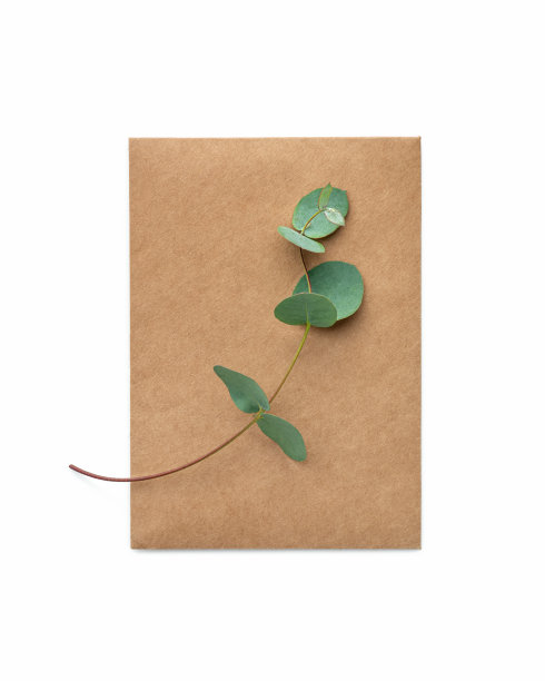 一种桉树的树枝，在白色孤立的背景上有一个精巧的信封图片下载