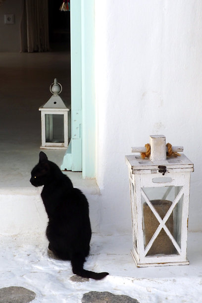 漂亮的黑猫在屋前等待它的主人图片下载