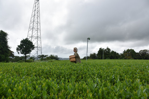 日本/英国男子在日本采摘茶叶-库存图片图片下载