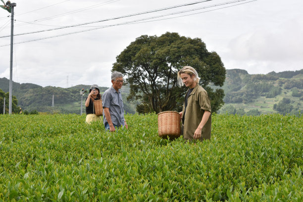 日本/英国男女在日本采茶——库存图片图片下载