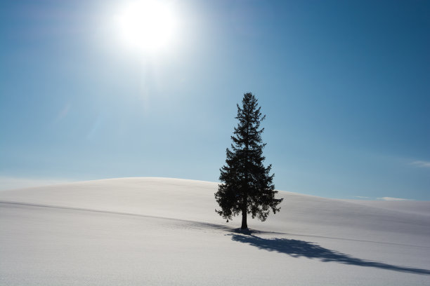 雪原上的一棵松树图片下载