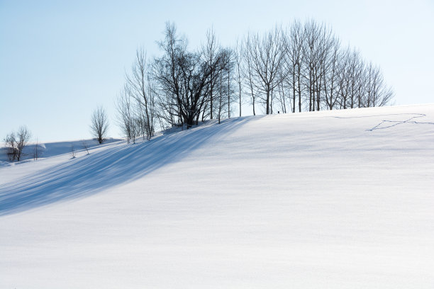 雪山上的灌木丛和蓝天图片下载