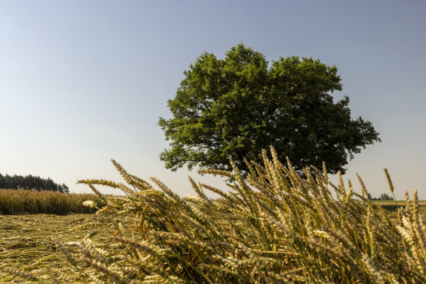 在一片种着小麦的田里生长图片下载
