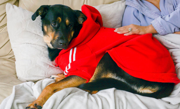 狗的肖像穿着红色运动夹克狗穿衣服冬天外套雪小狗在雪软耳朵和雪在她的鼻子摆姿势的图片训练狗聪明面包收养小狗图片下载