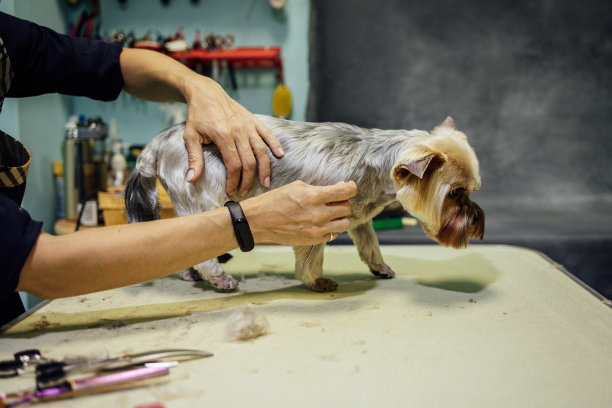 美容院的美容师给狗剪毛和梳头。专业照顾宠物的理念图片下载