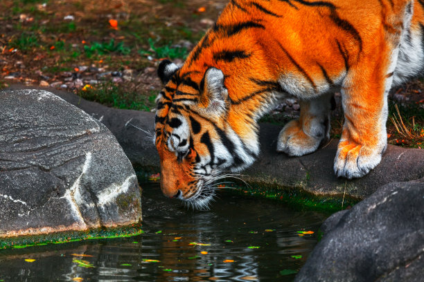 老虎喝水图片下载