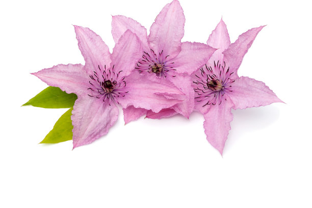 在白色的背景，新鲜的铁线莲“Piilu”的花序，一种高大的装饰性藤本植物。图片下载