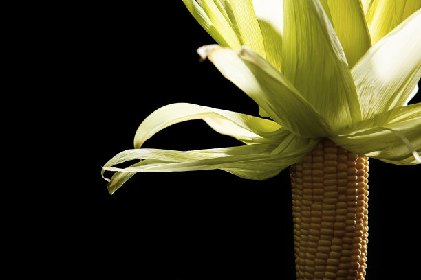 玉米棒上去了叶子，倒挂着——库存照片图片下载