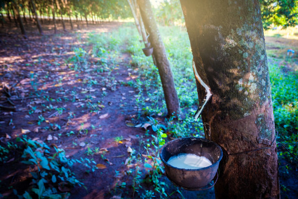 橡胶种植园是泰国的经济作物。图片下载