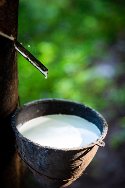 橡胶种植园是泰国的经济作物。图片下载