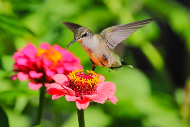 一只蜂鸟正在吃一朵漂亮花朵上的花粉图片下载