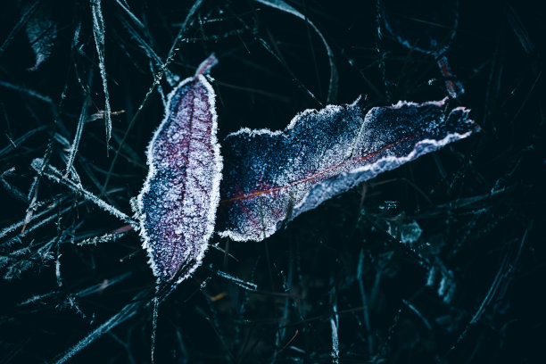 植物和草的特写覆盖在冬天的霜冻图片下载