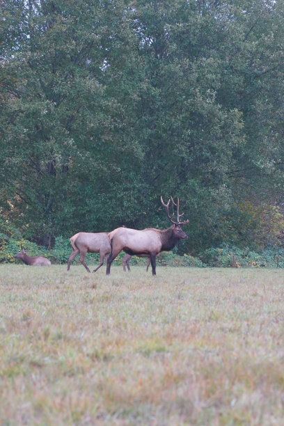 两个羚羊在草原上行走的美丽照片图片下载