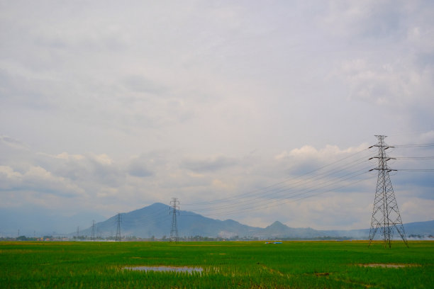 美丽的稻田填满了土地图片下载