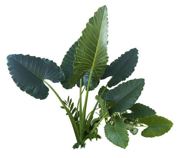 白色背景上的热带植物图片下载