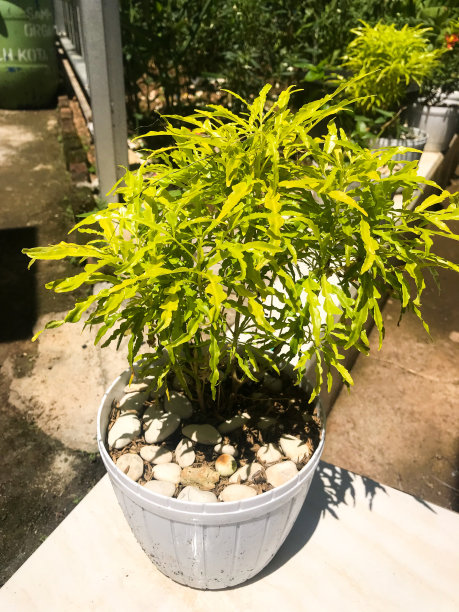 金色假aralia的图片也被称为euodia ridleyi在花园。它是一种装饰植物，有着美丽的黄绿色叶子。图片下载