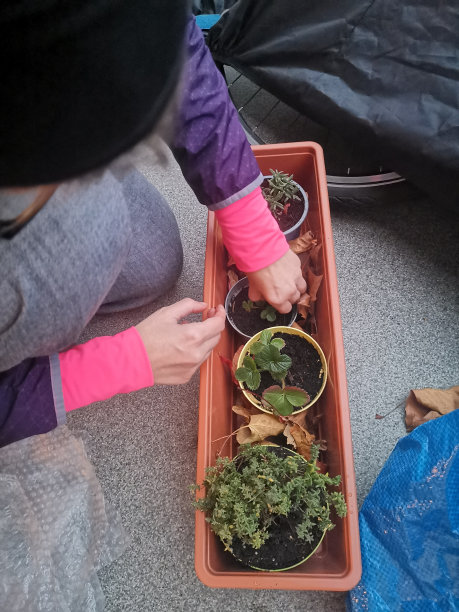 让阳台上的植物为寒冷的冬季做好准备，建立一个树叶保护图片下载