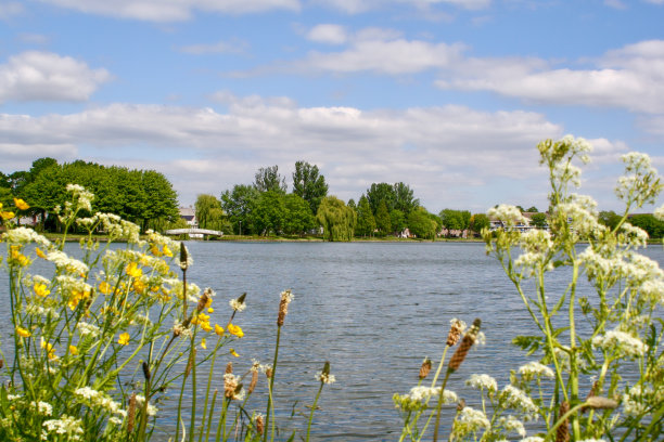 公园里的花图片下载