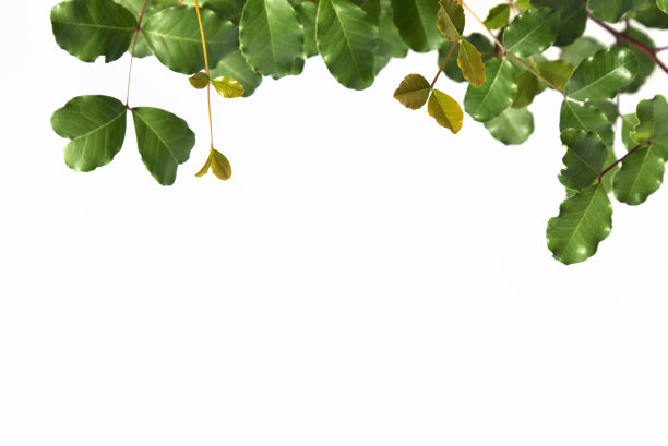 分离在白色背景上的角豆树(角豆树)的新鲜绿叶和树枝图片下载