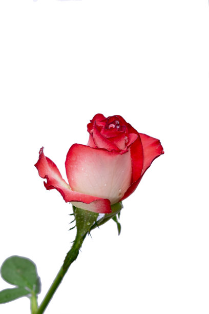 一朵美丽的粉红玫瑰孤立在白色的背景上图片下载