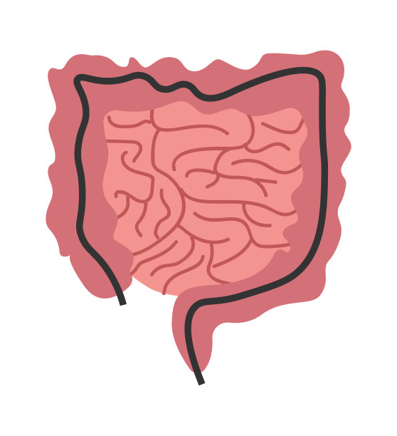 人的肠道器官。矢量图图片下载
