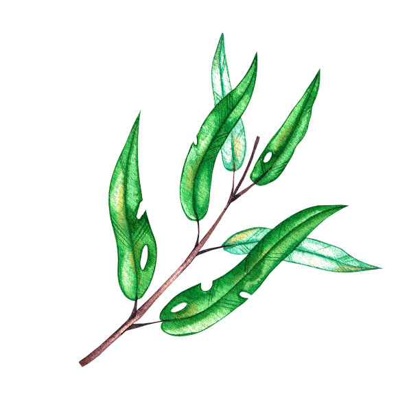 白色背景上的水彩画桉树树枝图片下载