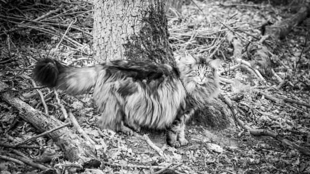 野生纯种挪威森林猫图片下载