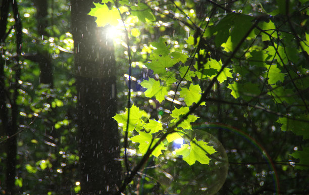 森林里的雨。自然公园里的绿叶和淡水雨滴。图片下载