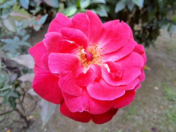 玫瑰花图片下载