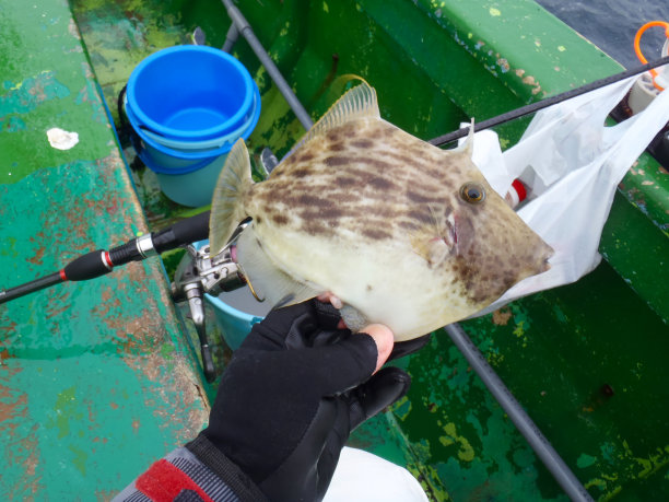 非常美味的线帆鱼(日本名“Hon-Kawahagi”)，捕船。照片包括杆和卷轴。图片下载