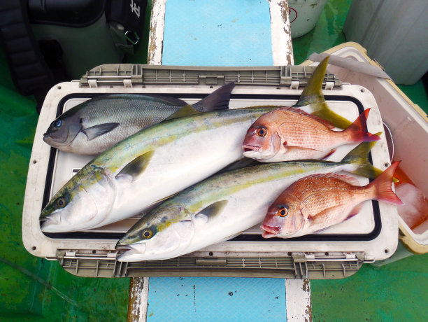 黄尾(日本琥珀，稻田，Warasa，武里)，红海鲷(马代)，大型黑鱼(梅吉纳，古雷)，捕获。在渔船甲板上拍摄的照片。图片下载