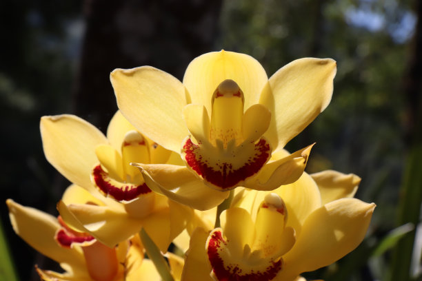 美丽的黄色兰花在夏天盛开图片下载