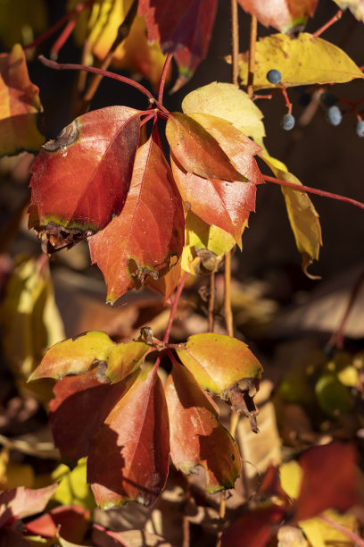 已经变红的秋叶。图片下载