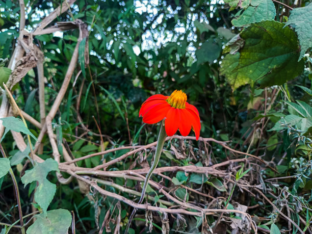 鲜艳的红色向日葵盛开在农业土地，绿色的树叶和植物的背景照片。这张照片拍摄于印度马哈拉施特拉邦的科尔哈布尔。关注花图片下载