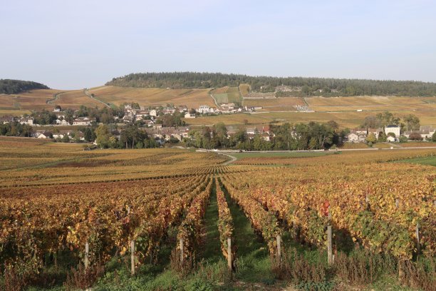 秋天的葡萄园图片下载