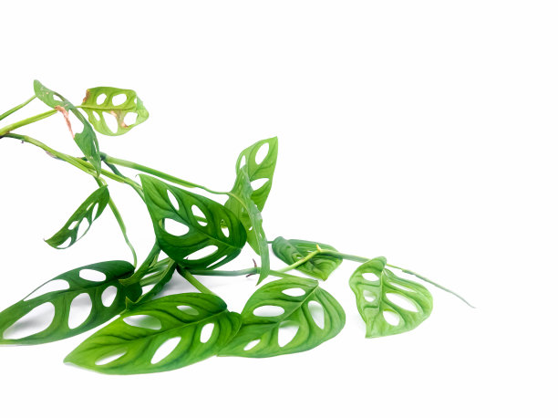 一种叫做Janda Bolong的印尼热带植物的绿叶经常被用来装饰家庭庭院。图片下载