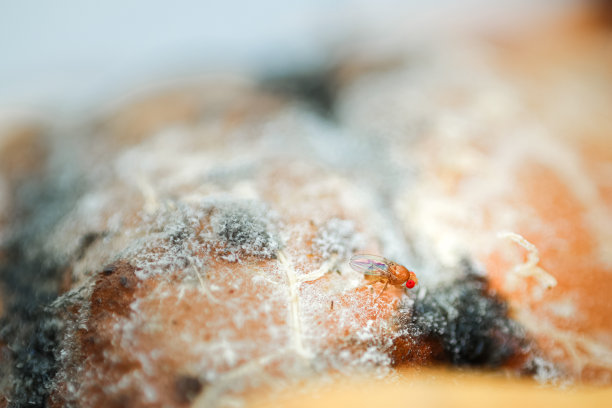 一只红眼睛的苍蝇落在腐烂的橙色背景上。图片下载