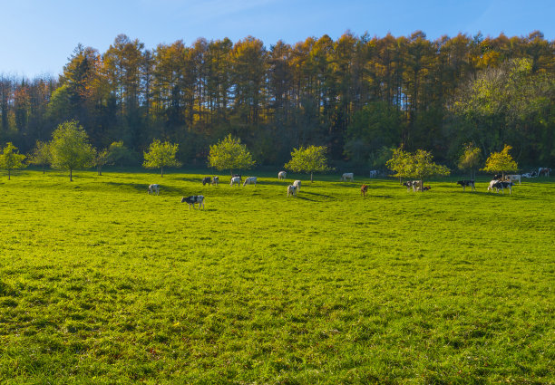 秋天日出时的蓝天下，绿色丘陵草地上的奶牛图片下载