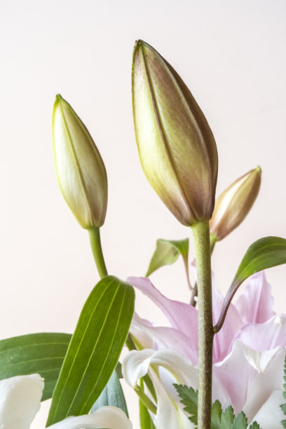 白色的花朵孤立在白色的背景上。图片下载