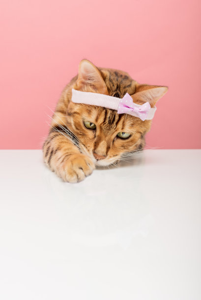 可爱的孟加拉猫在粉红色的边缘背景。图片下载