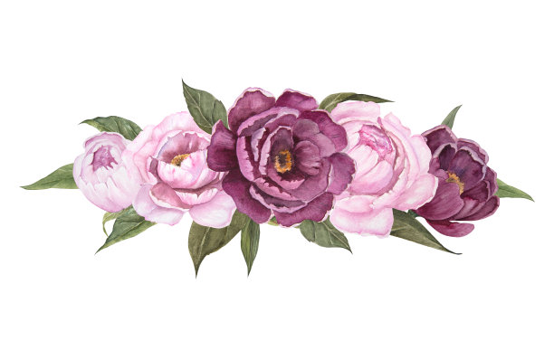 花朵水彩画插图牡丹孤立，花束图片下载