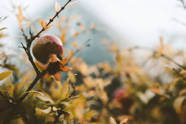 近距离观察花园里的一个迷你石榴。图片下载