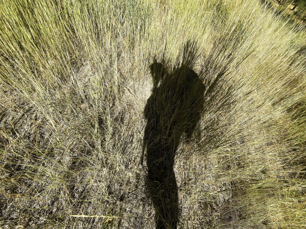 父亲带着孩子在美丽的草地上遛狗图片下载