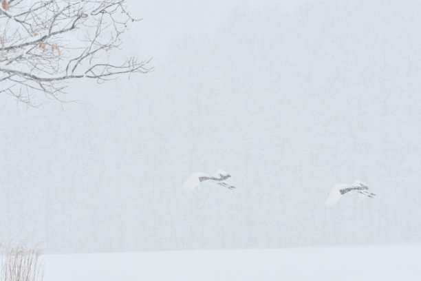 观鸟，丹顶鹤，在 冬天图片下载