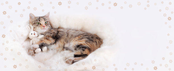 猫抱着一个小玩具兔子。花围绕着猫。小猫躺在白色的皮毛上，看着相机。白色背景上的小猫特写。兔子作为2023年的象征。带有复制空间的网页横幅图片下载