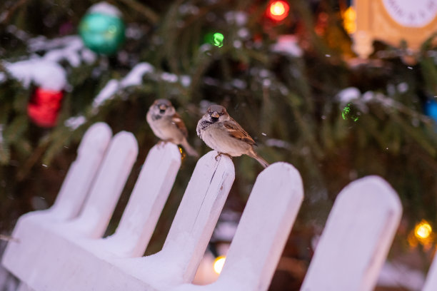 圣诞装饰。麻雀正坐在圣诞树上图片下载