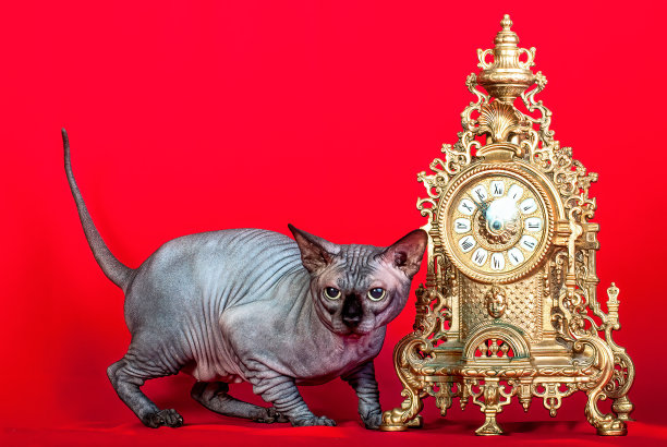 一只灰色斯芬克斯猫图片下载