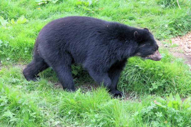 黑熊的景象图片下载
