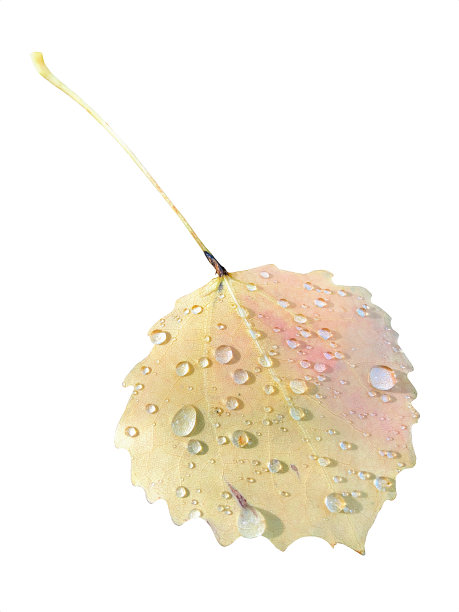 近景白杨桤木黄色秋叶与雨滴孤立在白色背景上图片下载