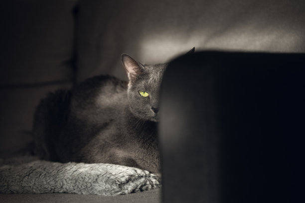 在一间阳光照射的黑暗房间里，一只俄罗斯蓝猫正坐在沙发上图片下载